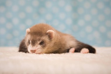 Gelincik. Altı haftalık bebek. Stüdyoda poz veriyor.