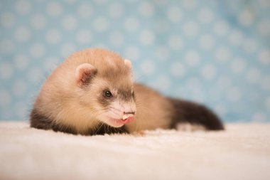 Gelincik. Altı haftalık bebek. Stüdyoda poz veriyor.