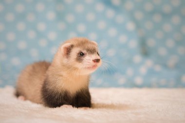 Gelincik. Altı haftalık bebek. Stüdyoda poz veriyor.