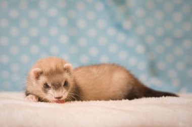Gelincik. Altı haftalık bebek. Stüdyoda poz veriyor.
