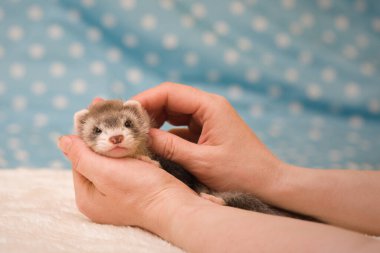 Gelincik. Altı haftalık bebek. Stüdyoda poz veriyor.