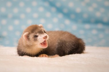Gelincik. Altı haftalık bebek. Stüdyoda poz veriyor.