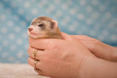 Gelincik. Altı haftalık bebek. Stüdyoda poz veriyor.