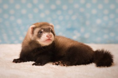 Standart renk koyu altı haftalık gelincik bebek pozu