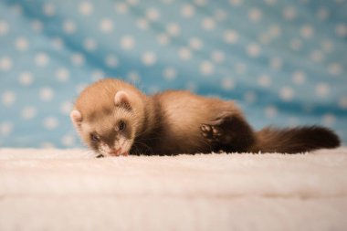 Standart renk koyu altı haftalık gelincik bebek pozu