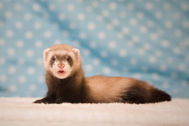 Standart renk koyu altı haftalık gelincik bebek pozu