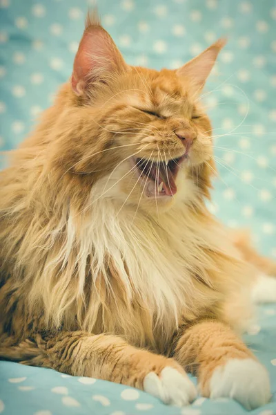 머리메인 고양이 초상화 — 스톡 사진