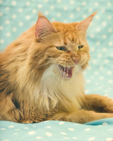 Hezké Červené Vlasy Maine Mýval Muž Cat Detail Portrét — Stock fotografie