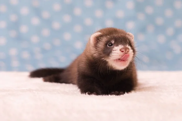 Standard Color Dark Six Weeks Old Ferret Baby Posing — Stock fotografie