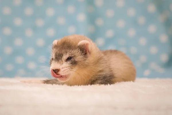 Ferret Six Weeks Old Baby Posing Portrait Studio — стоковое фото