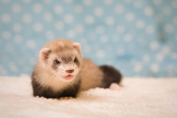 Ferret Six Weeks Old Baby Posing Portrait Studio — 图库照片