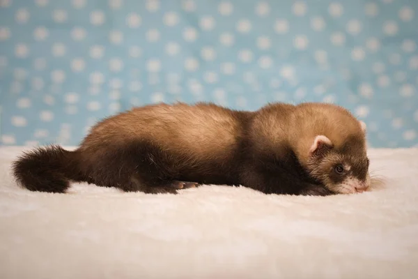 Standard Color Dark Six Weeks Old Ferret Baby Posing —  Fotos de Stock