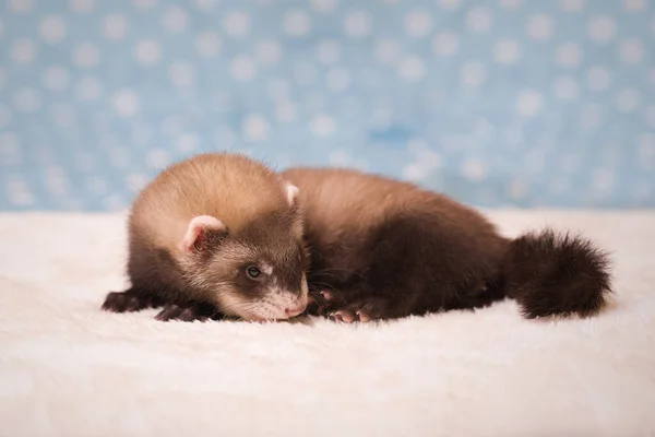 Standard Color Dark Six Weeks Old Ferret Baby Posing — Fotografia de Stock