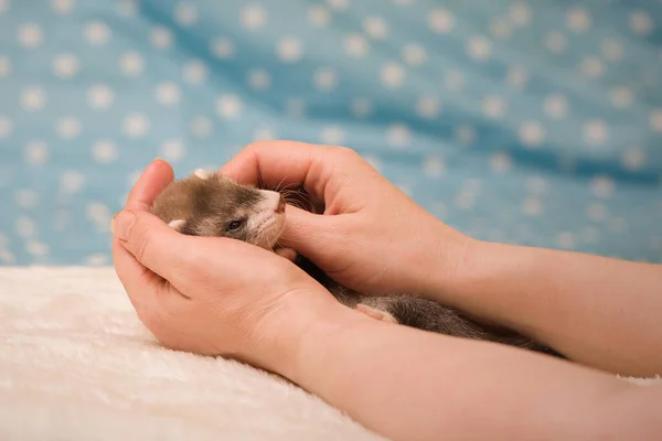 Ferret Six Weeks Old Baby Posing Portrait Studio — Stok fotoğraf