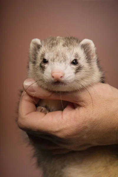 Light Ferret Indoor Posing Brown Background Portrait Studio — Foto de Stock