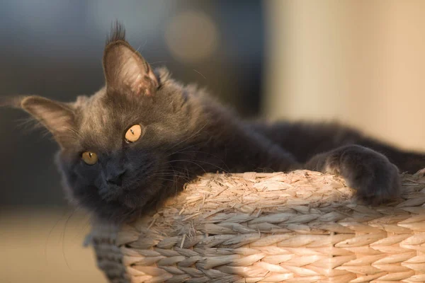 Pretty Maine Coon Cat Gatito Relajante Terraza — Foto de Stock