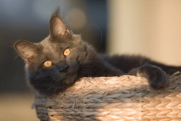 Pretty Maine Coon Cat Kitty Avkopplande Terrassen — Stockfoto