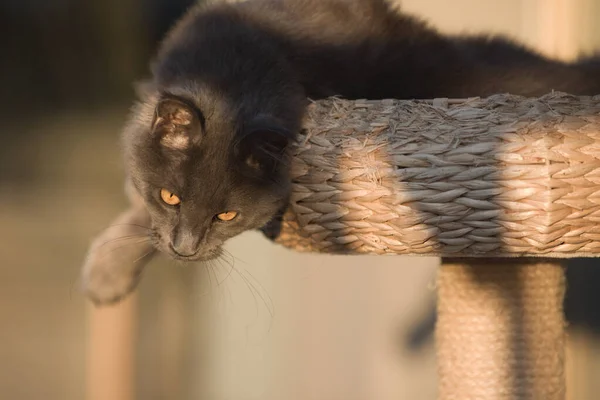 Pretty Maine Coon Cat Kotek Relaks Tarasie — Zdjęcie stockowe