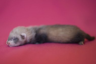 Gelincik, stüdyoda pembe battaniyeli üç haftalık bir bebek.