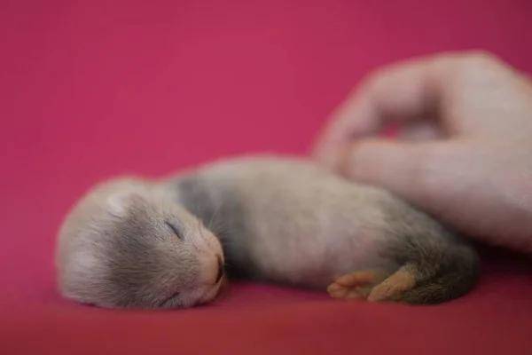 Furão Bebê Três Semanas Idade Cobertor Rosa Tocado Mão — Fotografia de Stock