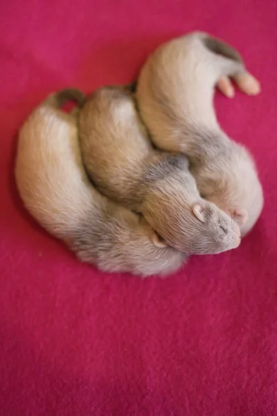 Ferret Three Weeks Old Baby Pink Blanket Background Studio — Stock Photo, Image