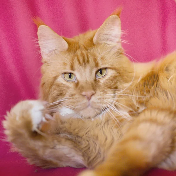 Pretty Red Hair Maine Coon Male Cat Detail Portrait — Foto de Stock