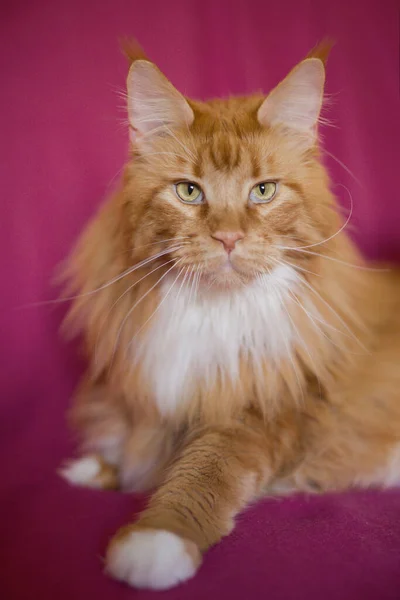 Pretty Red Hair Maine Coon Male Cat Detail Portrait — Foto de Stock