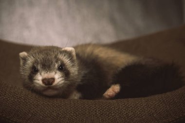 Altı haftalık gelincik bebek stüdyoda portre için poz veriyor.