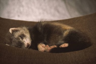 Altı haftalık gelincik bebek stüdyoda portre için poz veriyor.