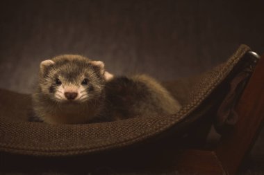 Altı haftalık gelincik bebek stüdyoda portre için poz veriyor.