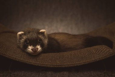 Altı haftalık gelincik bebek stüdyoda portre için poz veriyor.