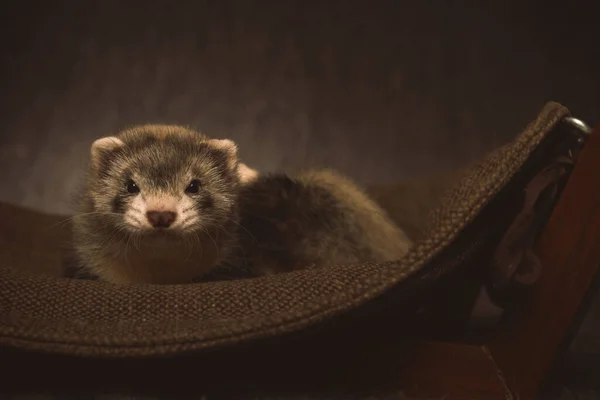 Six Weeks Old Ferret Baby Posing Portrait Studio — Stockfoto
