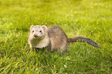 Dağ gelinciği kadın yaz parkında yeşil çimlerde yürüyor.