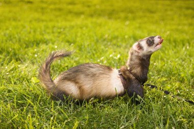 Dağ gelinciği kadın yaz parkında yeşil çimlerde yürüyor.