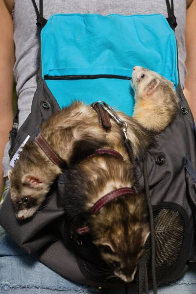 Group of ferrets relaxing in pouch during walk in park