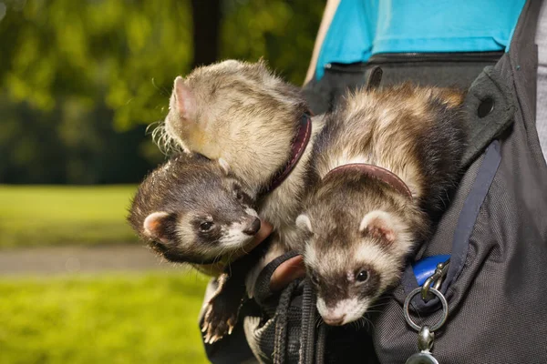 Group Ferrets Relaxing Pouch Walk Park — Stockfoto