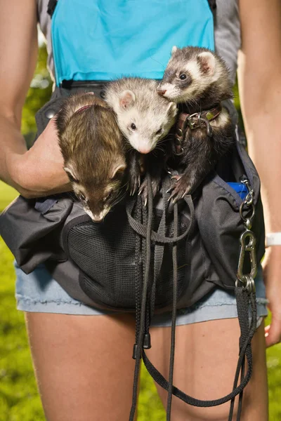 Group of ferrets relaxing in pouch during walk in park