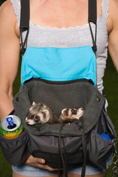 Group Ferrets Relaxing Pouch Walk Park — Stockfoto