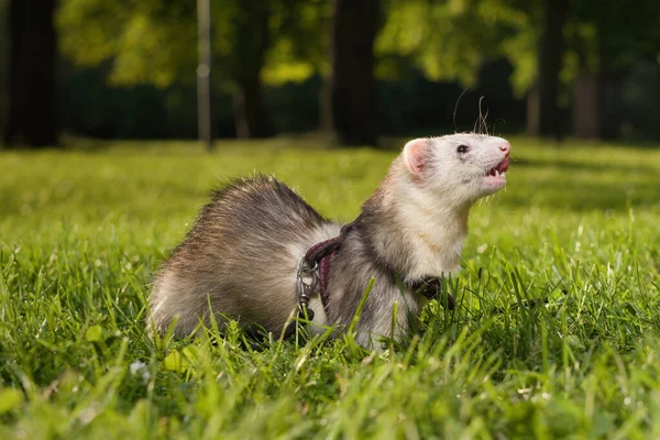 Ferret Fêmea Caminhando Grama Verde Parque Cidade Verão — Fotografia de Stock