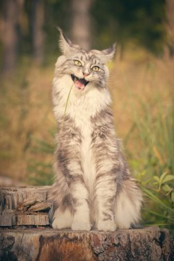 Pretty Maine Coon Cat of heathered fur posing outdoor for portrait