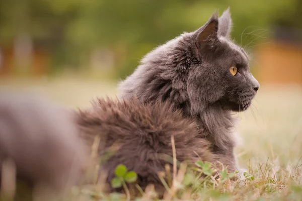 Pretty Gray Dark Maine Coon Cat Posing Outdoor Portrait — 图库照片