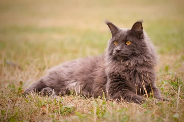 Pretty Gray Dark Maine Coon Cat Posing Outdoor Portrait — Stock Fotó