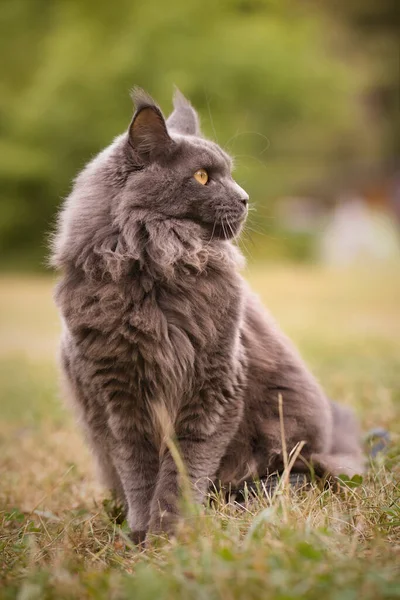 Pretty Gray Dark Maine Coon Cat Posing Outdoor Portrait — 图库照片