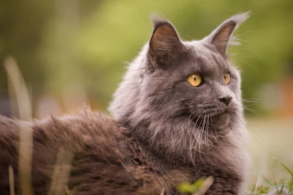 Pretty Gray Dark Maine Coon Cat Posing Outdoor Portrait — 图库照片