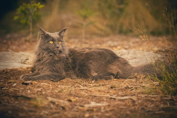 Pretty Gray Dark Maine Coon Cat Posing Outdoor Portrait — Fotografia de Stock