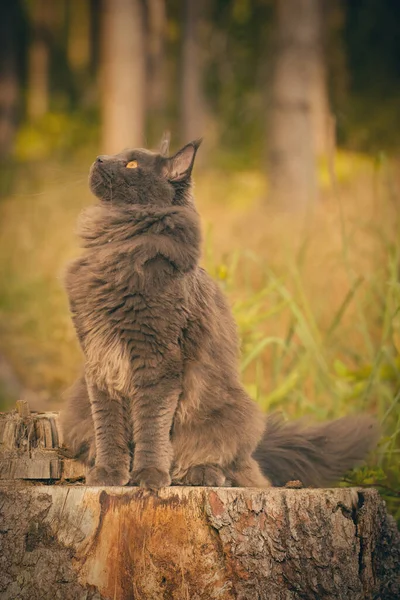 Pretty Gray Dark Maine Coon Cat Posing Outdoor Portrait — Φωτογραφία Αρχείου