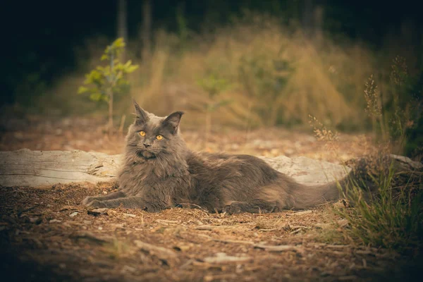 Pretty Gray Dark Maine Coon Cat Posing Outdoor Portrait — Fotografia de Stock