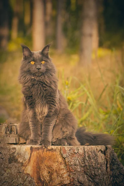 Pretty Gray Dark Maine Coon Cat Posing Outdoor Portrait — 图库照片