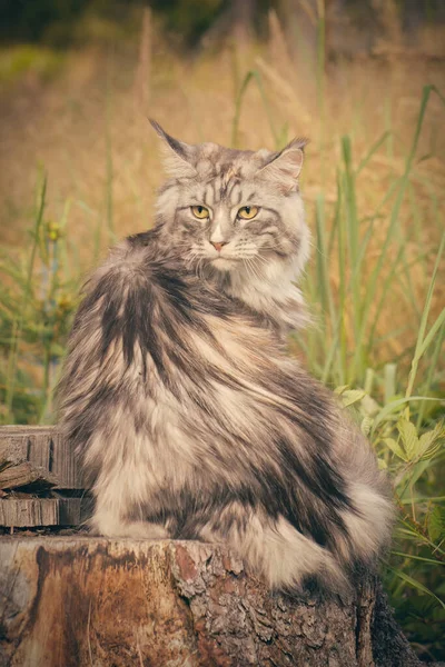 Pretty Maine Coon Cat Heathered Fur Posing Outdoor Portrait — 스톡 사진