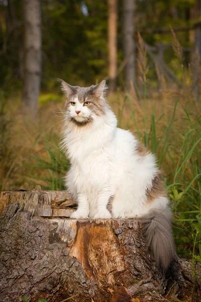 Pretty White Maine Coon Cat Posing Outdoor Portrait — Fotografia de Stock